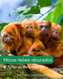 A imagem mostra um grupo de animais silvestres chamados micos-leões-dourados abraçados e próximos entre si, repousando no galho de uma árvore dentro de uma região de preservação ambiental. Abaixo, há o texto: “Micos-leões-dourados. Típicos da Mata Atlântica.”
