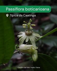 A imagem mostra um close de uma espécie de flora típica da Caatinga, Passiflora boticarioana. Abaixo, há o texto: “Passiflora boticarioana. Típica da Caatinga.”