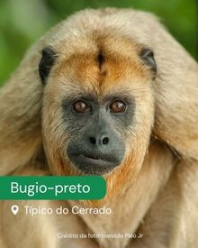A imagem mostra um close do animal silvestre bugio-preto. Abaixo, há o texto: “Bugio-preto. Típico do Cerrado.”