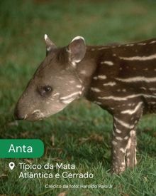 A imagem mostra um close no animal silvestre anta em uma região de preservação ambiental. Abaixo, há o texto: “Anta. Típico da Mata Atlântica e Cerrado.”