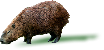 Capivara