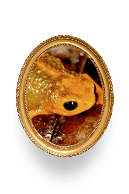 Quadro biodiversidade