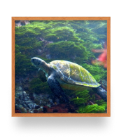 Quadro biodiversidade
