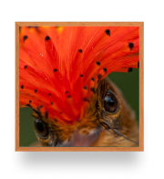 Quadro biodiversidade