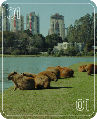 Na foto, cinco capivaras marrons repousam na grama verde à margem de um lago sereno. Ao fundo, prédios altos e árvores compõem a paisagem urbana sob o céu claro.