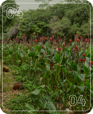 Na foto, um campo verde repleto de plantas de canna com vibrantes flores laranjas se estende em direção a uma densa vegetação arbórea ao fundo.
