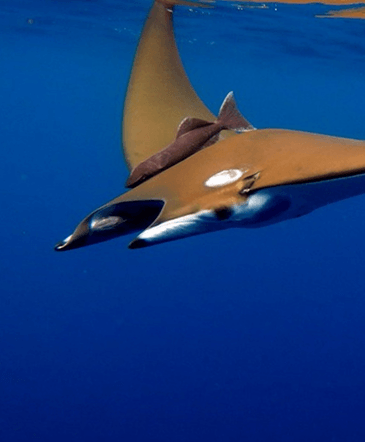 Uma arraia-manta imponente nada graciosamente logo abaixo da superfície cristalina do oceano, em uma tomada subaquática de ângulo diagonal. O dorso do animal exibe uma tonalidade marrom-dourada lisa, contrastando com detalhes brancos e simétricos perto de sua cabeça e duas nadadeiras cefálicas proeminentes na parte frontal. A água ao fundo é de um azul-escuro profundo e uniforme, enquanto a porção superior da imagem captura a ondulação da superfície do mar de baixo para cima.